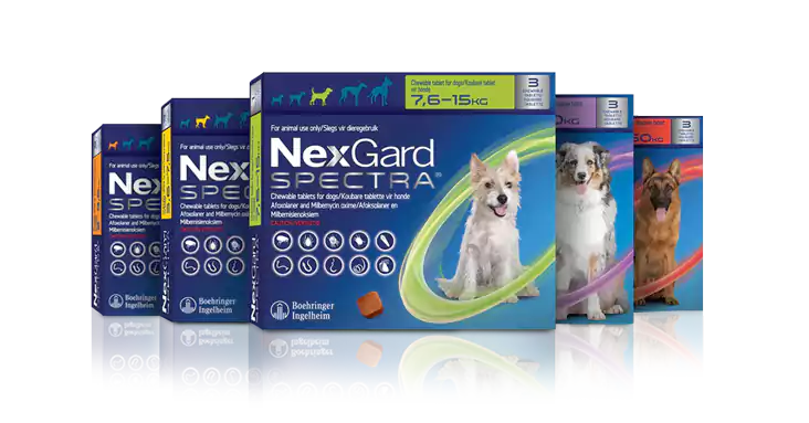 NexGard Spectra Dog Chew Pet Paradise