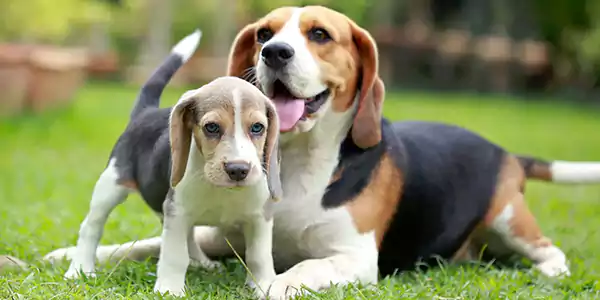 Beagle, Best Dog Breeds
