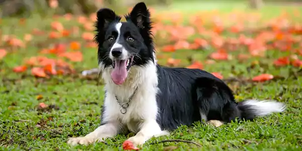 Border Collie, Best Dog Breeds