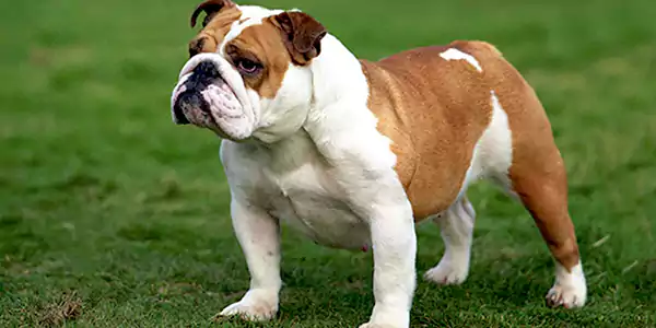 Bulldog, Best Dog Breeds