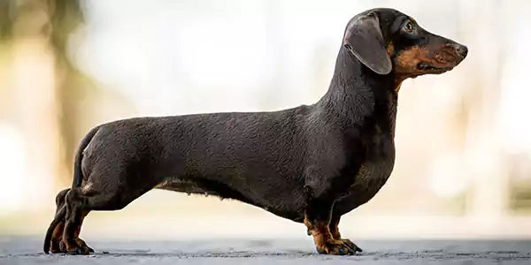 Dachshund, Best Dog Breeds