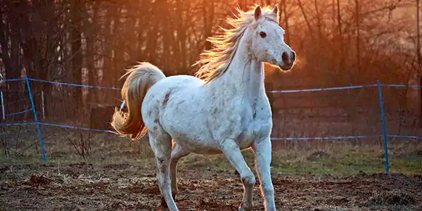Facts About Horses 3