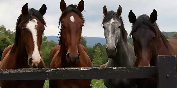 Facts About Horses 4