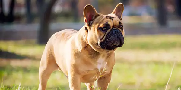French Bulldog, Best Dog Breeds
