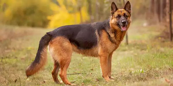 German Shepherd, Best Dog Breeds