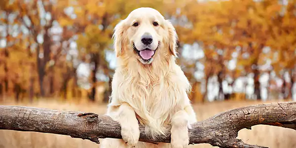 Golden Retriever, Best Dog Breeds