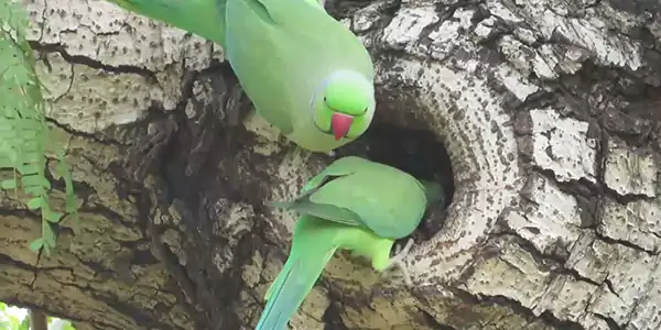 Indian Ringneck Parrot 1