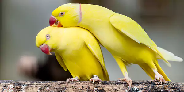 Indian Ringneck Parrot 2