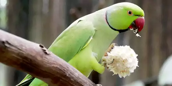 Indian Ringneck Parrot 3