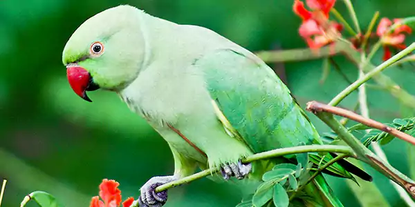 Indian Ringneck Parrot 4