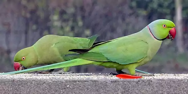 Indian Ringneck Parrot 5