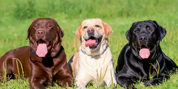 Labrador Retriever, Best Dog Breeds