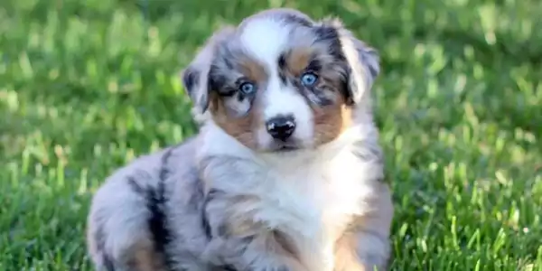 Mini Aussidoodle Dog 2