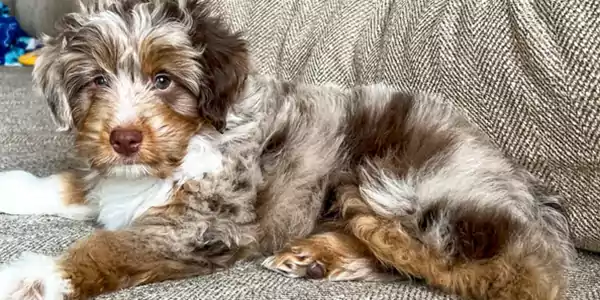 Mini Aussidoodle Dog 4