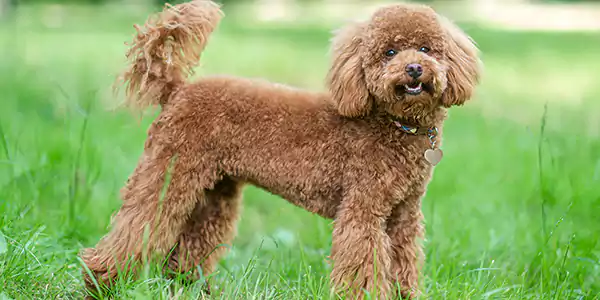 Poodle, Best Dog Breeds