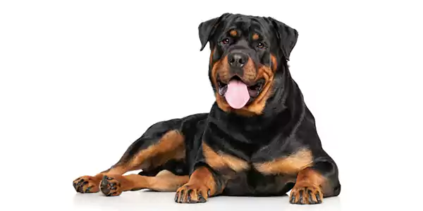 Rottweiler, Best Dog Breeds