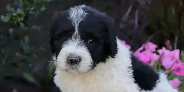 Saint Berdoodle Dog 1