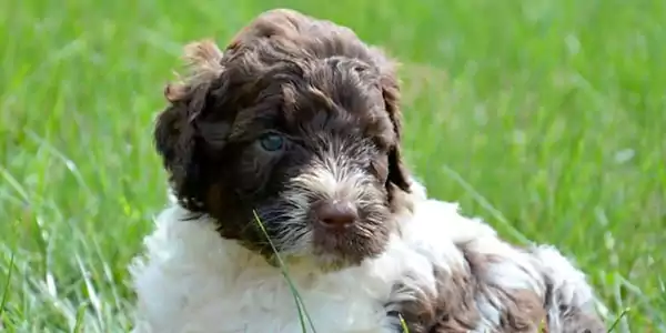 Saint Berdoodle Dog 2