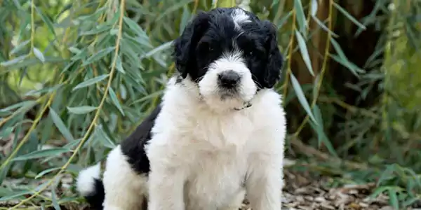 Saint Berdoodle Dog 3