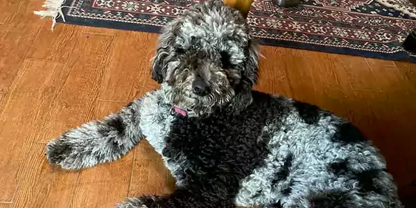 Saint Berdoodle Dog 4