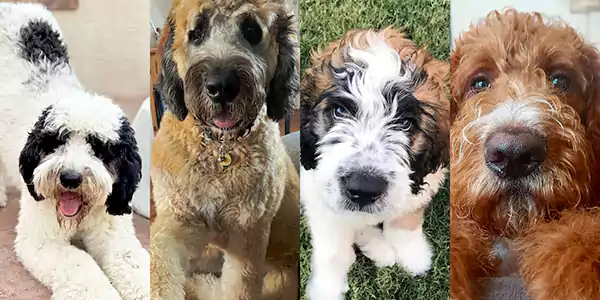 Saint Berdoodle Dog