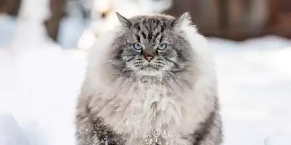 Siberian Cat 1