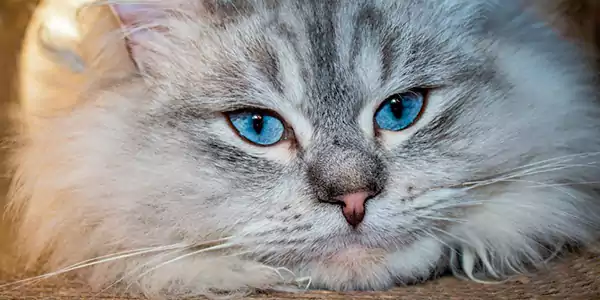 Siberian Cat 2