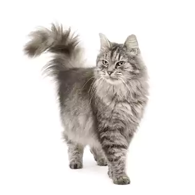 Siberian Cat 4