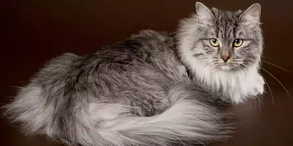 Siberian Cat