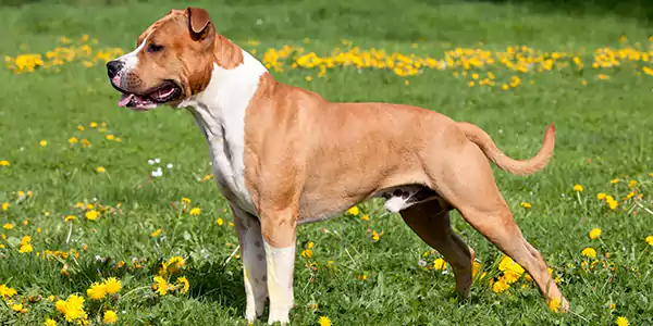 The American Pit Bull Terrier 2