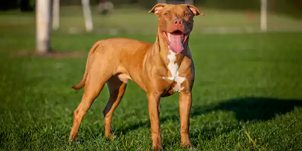 The American Pit Bull Terrier 5