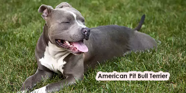 The American Pit Bull Terrier