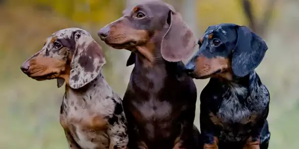 The Dachshund Dog 4