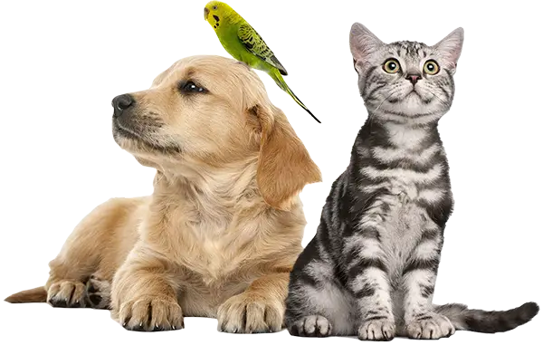 Pet Shop In Pakistan